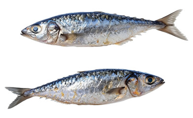 Obraz premium Two fresh sardines with shiny silver scales isolated on transparency background, showcasing their natural texture and detail
