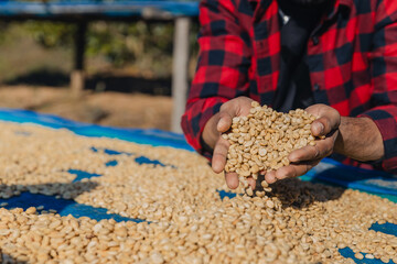 Male worker inspect and tossing dried coffee beans with hands at farm outdoors. Farmer Man working...