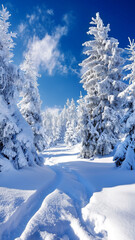 Obraz premium Majestic winter landscape with snow-covered trees and a winding path under a clear blue sky