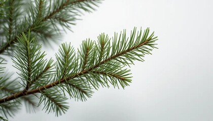Obraz premium Close-up of Fresh Pine Branch, Evergreen Needles, Nature Detail