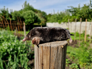 a dead mole drowned in a storm, or bitten by a cat while hunting mice. pesticide poisoning harms...