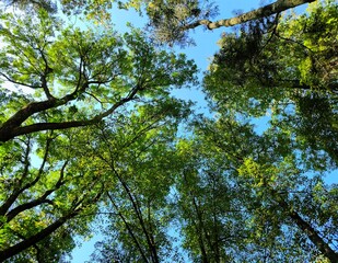 clear blue sky and treetops. shot of a clear blue sky surrounded by tree branches.
