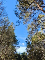 clear blue sky and treetops. Vertical shot of a clear blue sky surrounded by tree branches