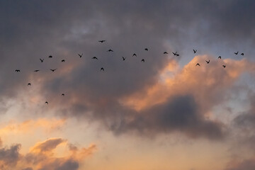 Pigeons in Flight at Sunset