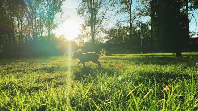 Lively dog running in a sunny park chasing a ball at sunset, slow motion