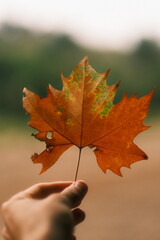 Close-Up of Hand Holding an Autumn Leaf