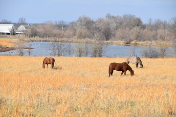 Horses in Farm Field