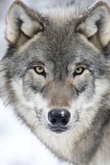 Fototapeta premium An intense close-up of a wolf, showcasing its piercing eyes and magnificent features in detail.