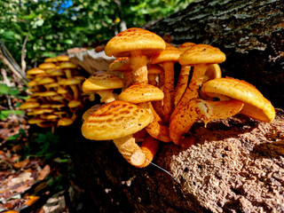 many plant species and produces mushrooms around the base of trees it has infected. The symptoms of...