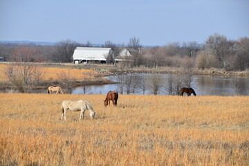 Horses in Farm Field