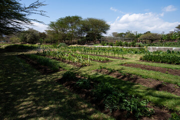 Rows of vegetable, leafy greens, and corn plants growing in a farm garden rows, healthy food full of nutrition, agriculture production on a community farm, Lewa, Kenya, Africa
