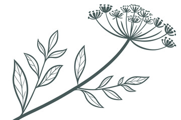 Create an image of (Fennel Flower) minimalist simple vector with a white background