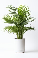 A vibrant green potted plant with lush leaves, perfect for adding a touch of nature to any indoor space.