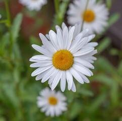 daisy flower
