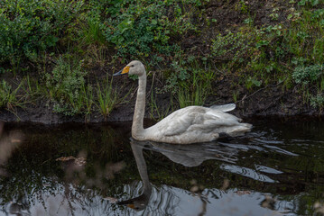 swan on the water