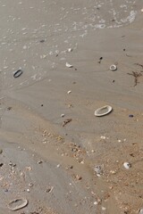 Seashells on the beach