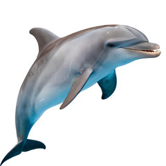 Obraz premium Dolphine isolated on the transparent background. Marine creature