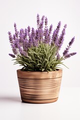 Vibrant lavender plant in a stylish pot, perfect for enhancing any indoor or outdoor setting.