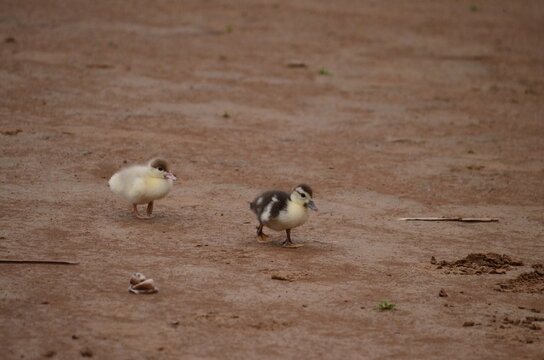 pichones de patos