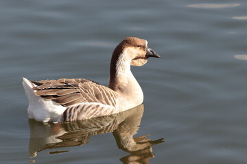 Obraz premium Brown African goose swimming in lake. 