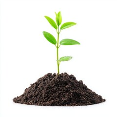 A plant emerging from a heap of coins, symbolizing financial growth, on a clear background.