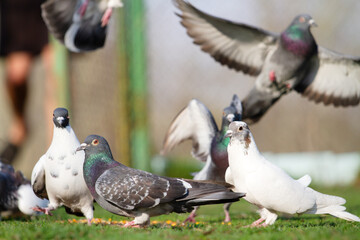 pigeons eat grain on a green lawn