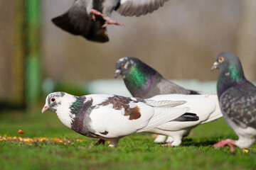 pigeons eat grain on a green spring lawn