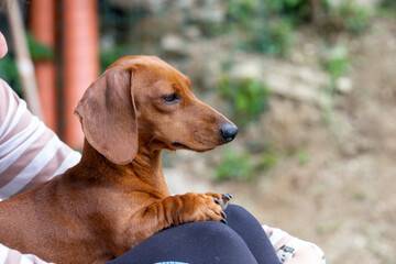 Red miniature dachshund dog portrait on natural background