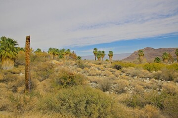 A serene desert trail winds through a lush oasis with towering palm trees, rugged rock formations, and golden desert vegetation.