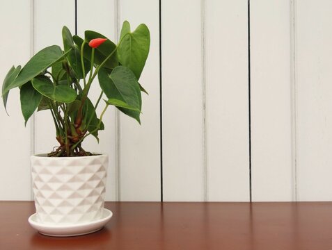 Mini anthurium on white ceramic cachepot over dark wooden surface and white slatted wood wall as a background.