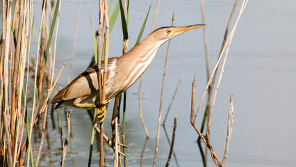 great blue heron
