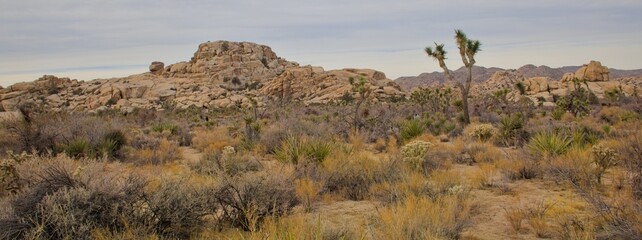 A sunny desert landscape featuring iconic Joshua trees, rocky boulders, dry vegetation, and a clear...