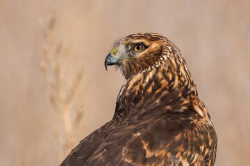 A Northern Harrier stares with intensity.