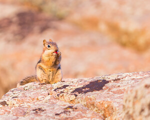 enjoying,gluttony,cheeks,golden-mantled,hungry,wildlife photography,ground squirrel,nature photography,fur,food,fruit,wyoming,colorado,inquisitive,small,chipmunk,hunger,closeup,background,young,eyes,r