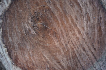 Wood texture after cutting off the timber