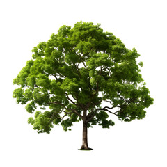 Big tree with green leaves on white background