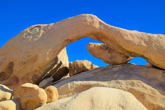 A sunny desert landscape featuring iconic Joshua trees, rocky boulders, dry vegetation, and a clear blue sky in the wilderness.