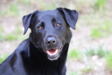 big black smiling  labrador mix dog portrait