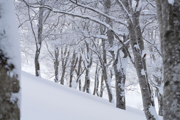 冬のブナの森