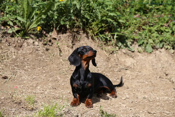 Black and Tan miniature dachshund dog enjoying sun in the yard