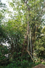 Bamboo bush with long bamboo along with lots of weeds