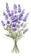 Watercolor Bouquet of Lavender Flowers Isolated on White Background, perfect for floral arrangements, wedding invitations, and gardening themes