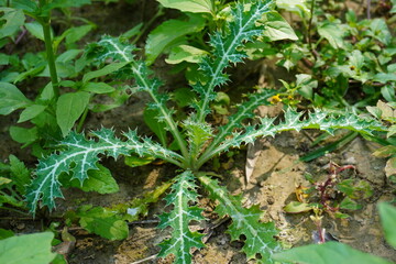 Cirsium verutum plant with its thorny long leaves, type of cactus plants
