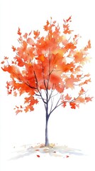 Fototapeta premium Watercolor Illustration of Maple Tree Isolated on White Background, perfect for nature, gardening, and environmental designs
