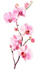 Watercolor Style Pink Orchid Flower Isolated on White Background, perfect for floral designs, greeting cards, and botanical illustrations