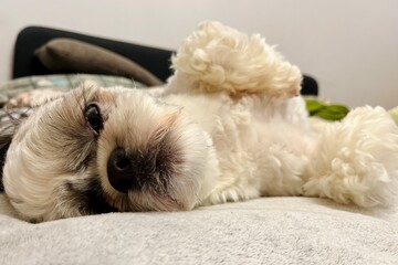 close up cute shih tzu dog with white and grey fur lying on back resting on bed in bedroom with eyes slightly open