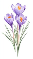 Watercolor Crocuses Isolated on White Background for Spring and Floral Designs