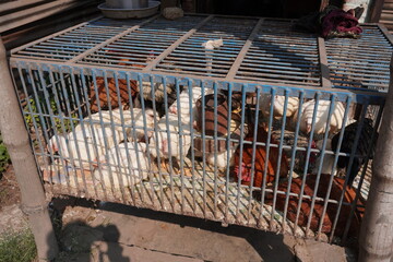 Hens and roadsters are inside the cage for sale in the shop