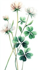 Watercolor Style Clover Flowers, Leaves, and Buds Clipart Collection on White Background, ideal for gardening, floral, and botanical designs