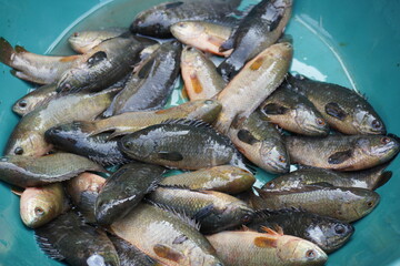Snakeskin gourami fish in close up inside the plastic pot